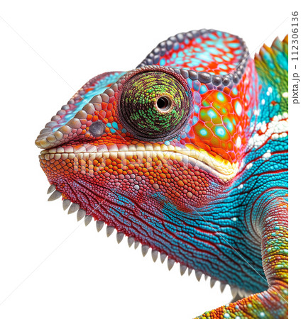 Beautiful Chameleon Isolated on a White Background. 112306136