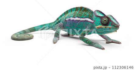 Beautiful Chameleon Isolated on a White Background. Beautiful Chameleon Isolated on a White Background. 112306146