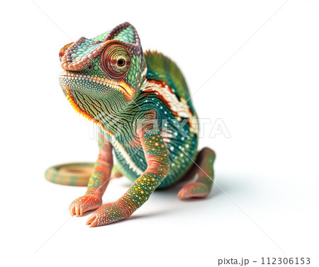 Beautiful Chameleon Isolated on a White Background. Beautiful Chameleon Isolated on a White Background. 112306153