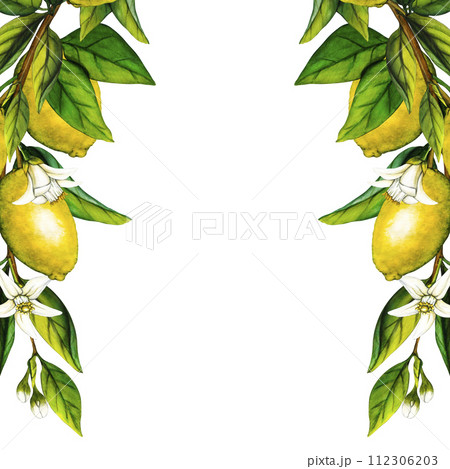 Watercolor lemon tree branch with flowers isolated on white background. Hand drawn botanical illustration of yellow citrus fruits. Clipart objects for design Watercolor lemon tree branch with flowers isolated on white background. Hand drawn botanical illustration of yellow citrus fruits. Clipart objects for design 112306203