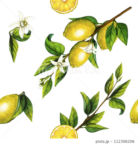 Watercolor seamless pattern lemon tree branch and slice. Hand drawn botanical illustration of yellow citrus fruits isolated on white background. Clipart objects for design and decoration 112306206