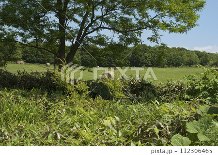 牧草ロールが広がる風景 牧草ロールが広がる風景 112306465
