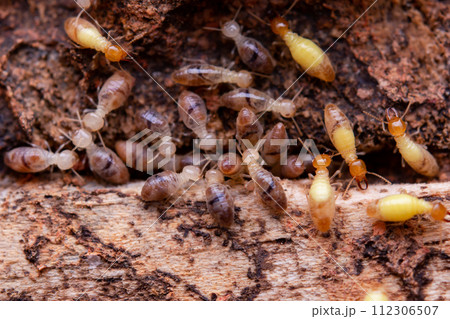 Termites eat wooden planks. Damage of a wooden house from termites. Termites eat wooden planks. Damage of a wooden house from termites. 112306507