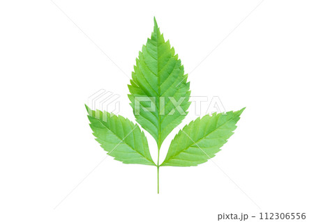 Green leaf Isolated on a white background. with clipping path Green leaf Isolated on a white background. with clipping path 112306556