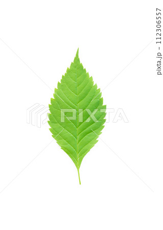 Green leaf Isolated on a white background. with clipping path 112306557