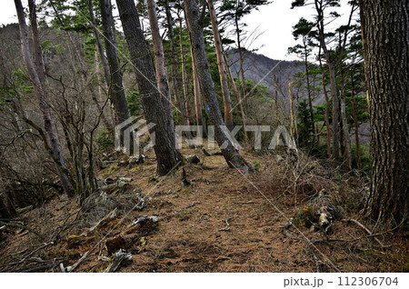 丹沢の袖平山 朝の袖平山北尾根 丹沢の袖平山 朝の袖平山北尾根 112306704