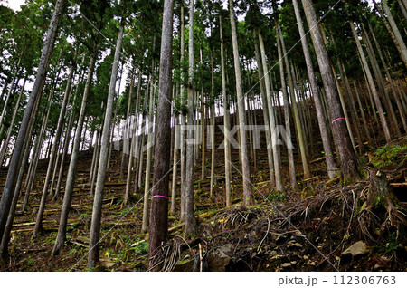 丹沢の袖平山　袖平山北尾根の森 112306763