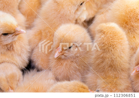Close up newborn chicken, chicken farm 112306851