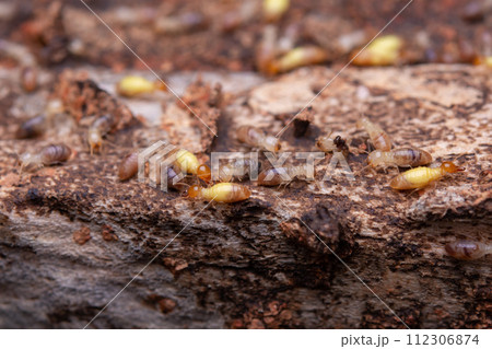 Termites eat wooden planks. Damage of a wooden house from termites. Termites eat wooden planks. Damage of a wooden house from termites. 112306874