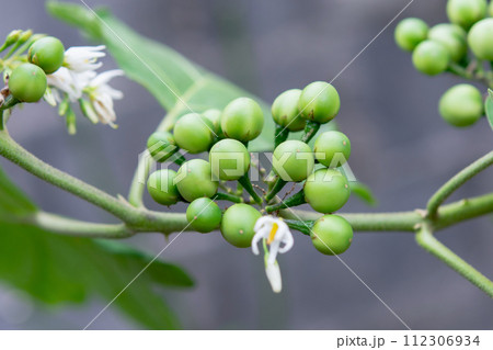 Pea Eggplant, Turkey berry on the branch 112306934