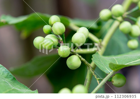 Pea Eggplant, Turkey berry on the branch Pea Eggplant, Turkey berry on the branch 112306935