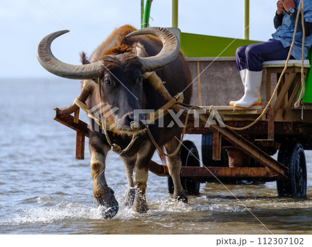 水牛車 112307102