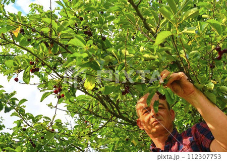 Man picking sour cherries in sour cherry tree. Mature man gathering sour cherries. Middle aged man, gardener in summer Man picking sour cherries in sour cherry tree. Mature man gathering sour cherries. Middle aged man, gardener in summer 112307753