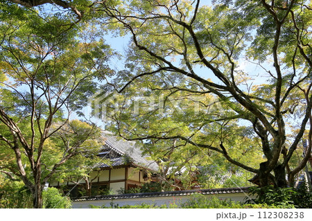 色づくイロハモミジの葉 112308238