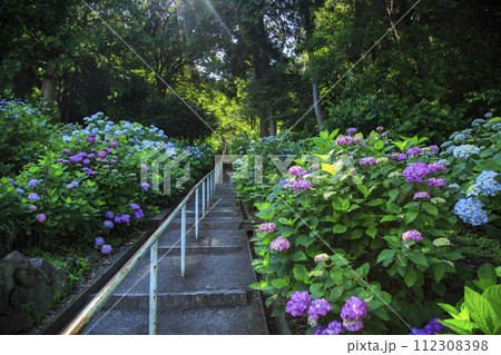 岡山吉備津神社の紫陽花園 112308398