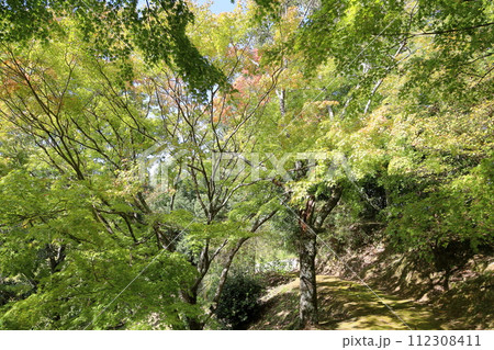 色づくイロハモミジの葉 112308411