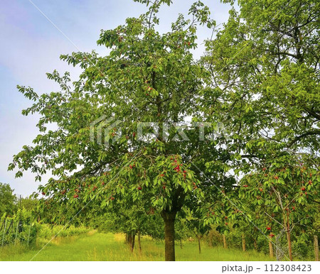 Red and sweet cherry trees in orchard - branch in early summer. Ripening cherries on orchard tree Red and sweet cherry trees in orchard - branch in early summer. Ripening cherries on orchard tree 112308423