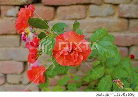 Red roses on red brick background. Romantic scenery. Red roses on red brick background. Romantic scenery. 112308650