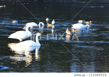 早朝の荒川本流に越冬するコハクチョウとカモ類　深谷市　旧川本地区　　 112309724