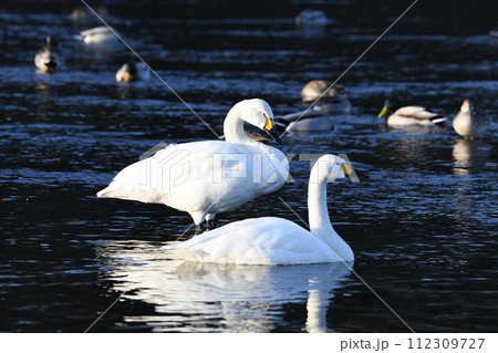 早朝の荒川本流に越冬するコハクチョウ 二羽 深谷市 旧川本地区 早朝の荒川本流に越冬するコハクチョウ 二羽 深谷市 旧川本地区 112309727