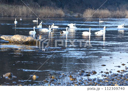 早朝の荒川本流に越冬するコハクチョウの群れ 上流方面 深谷市 旧川本地区 早朝の荒川本流に越冬するコハクチョウの群れ 上流方面 深谷市 旧川本地区 112309740