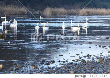 早朝の荒川本流に越冬するコハクチョウの群れ　深谷市　旧川本地区　　 112309742