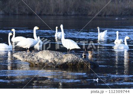 早朝の荒川本流に越冬するコハクチョウの群れ　深谷市　旧川本地区　　 112309744