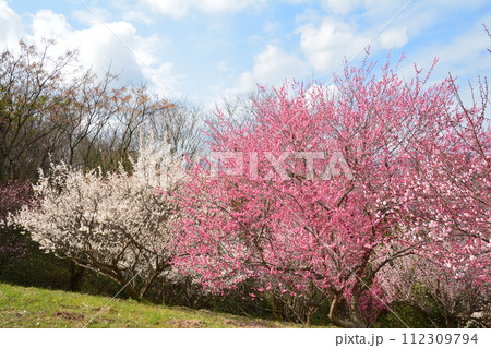 梅花1（香川県丸亀市飯山町） 112309794