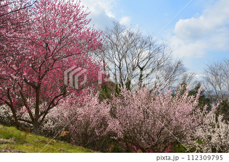 梅花2(香川県丸亀市飯山町) 梅花2(香川県丸亀市飯山町) 112309795