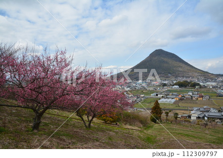 讃岐富士と梅花2（香川県丸亀市飯山町） 112309797