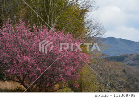 紅梅（香川県三豊市財田町） 112309798