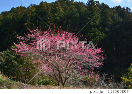 紅梅（高知県高知市土佐山） 112309807