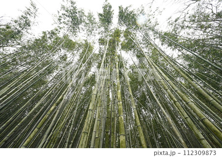 バンブーパーク5(徳島県吉野川市山川町) バンブーパーク5(徳島県吉野川市山川町) 112309873