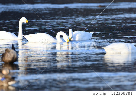 早朝の風景　荒川本流に越冬するコハクチョウの群れ　深谷市　旧川本地区　　 112309881