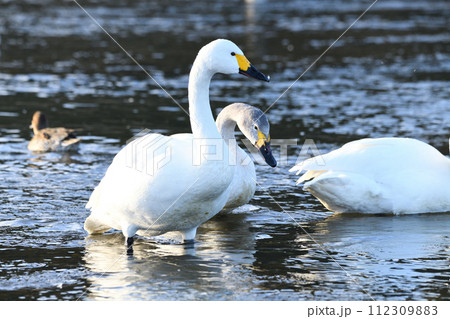 早朝の風景　荒川本流に越冬するコハクチョウ　深谷市　旧川本地区　　 112309883