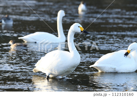 早朝の風景　荒川本流に越冬するコハクチョウ　深谷市　旧川本地区　　 112310160