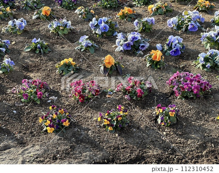 パンジーの花壇 パンジーの花壇 112310452