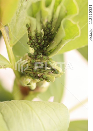そら豆についたアブラムシ駆除 そら豆についたアブラムシ駆除 112310521