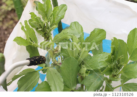 そら豆についたアブラムシ駆除 そら豆についたアブラムシ駆除 112310526