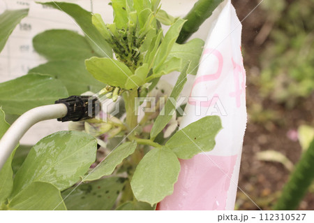 そら豆についたアブラムシ駆除 112310527