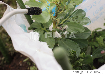そら豆についたアブラムシ駆除 そら豆についたアブラムシ駆除 112310529