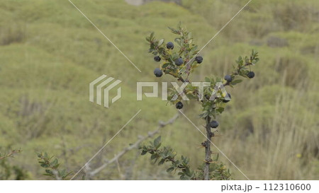Black Calafate Berries on Tree in Soft Focus Background Black Calafate Berries on Tree in Soft Focus Background 112310600