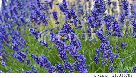 Tenderness of lavender fields. Lavenders background. Soft and selective focus. Bees on lavender 112310793