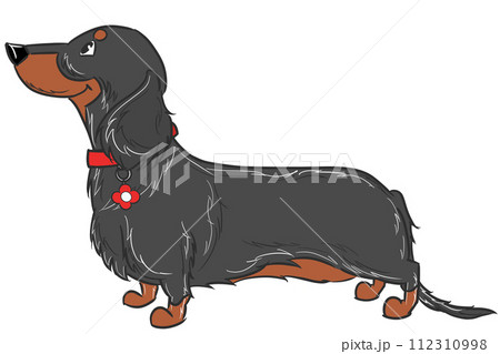 赤いの首輪をしたロングヘアードダックスフンド（ブラックタン） 112310998