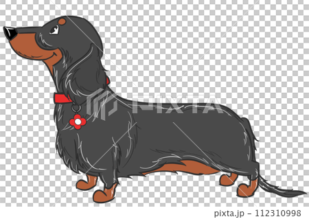 赤いの首輪をしたロングヘアードダックスフンド（ブラックタン） 112310998