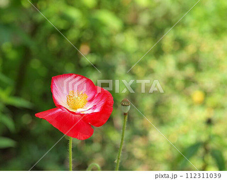 赤いポピーの花とコピースペース 赤いポピーの花とコピースペース 112311039