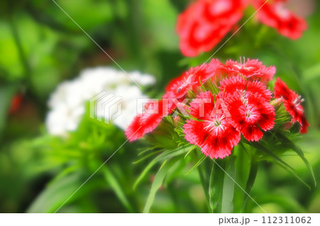 赤と白の可憐な美女撫子 112311062