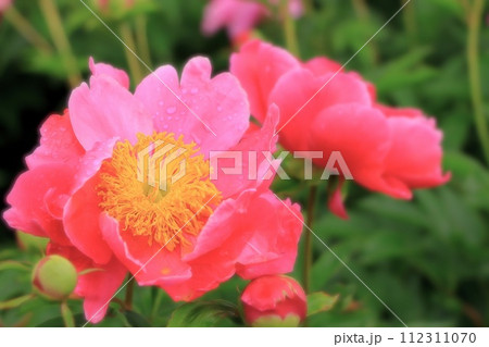 雨に濡れるピンクの芍薬 雨に濡れるピンクの芍薬 112311070