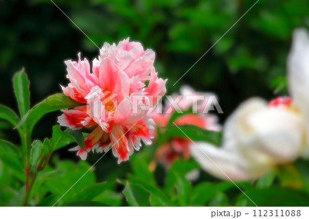 雨に濡れるピンクと白の芍薬の花 雨に濡れるピンクと白の芍薬の花 112311088