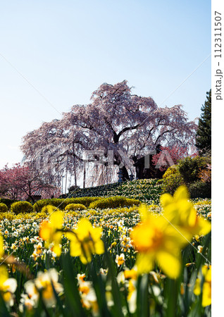 金毘羅桜　春の風景 112311507